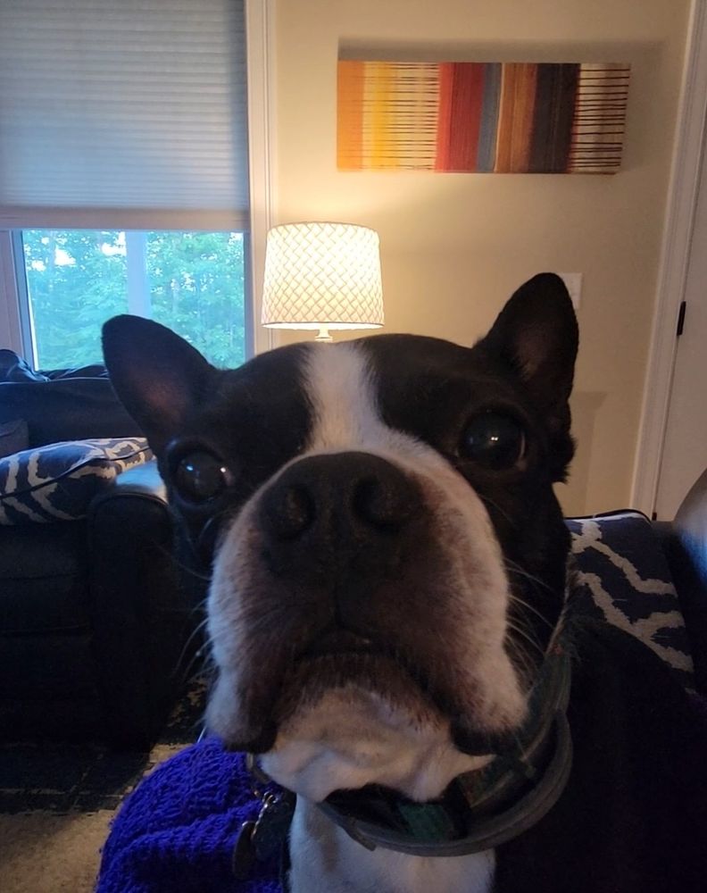 Close up on the face of a pouting boston terrier. 