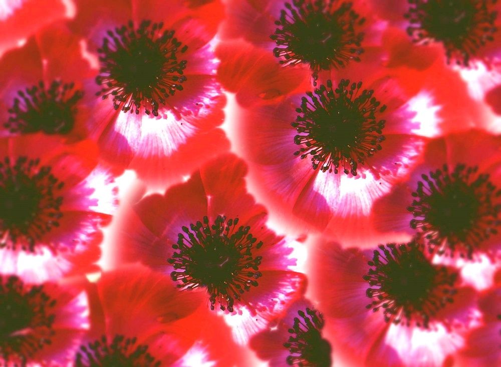 Eine Collage Bildbearbeitung aus Anemonen in Rot.