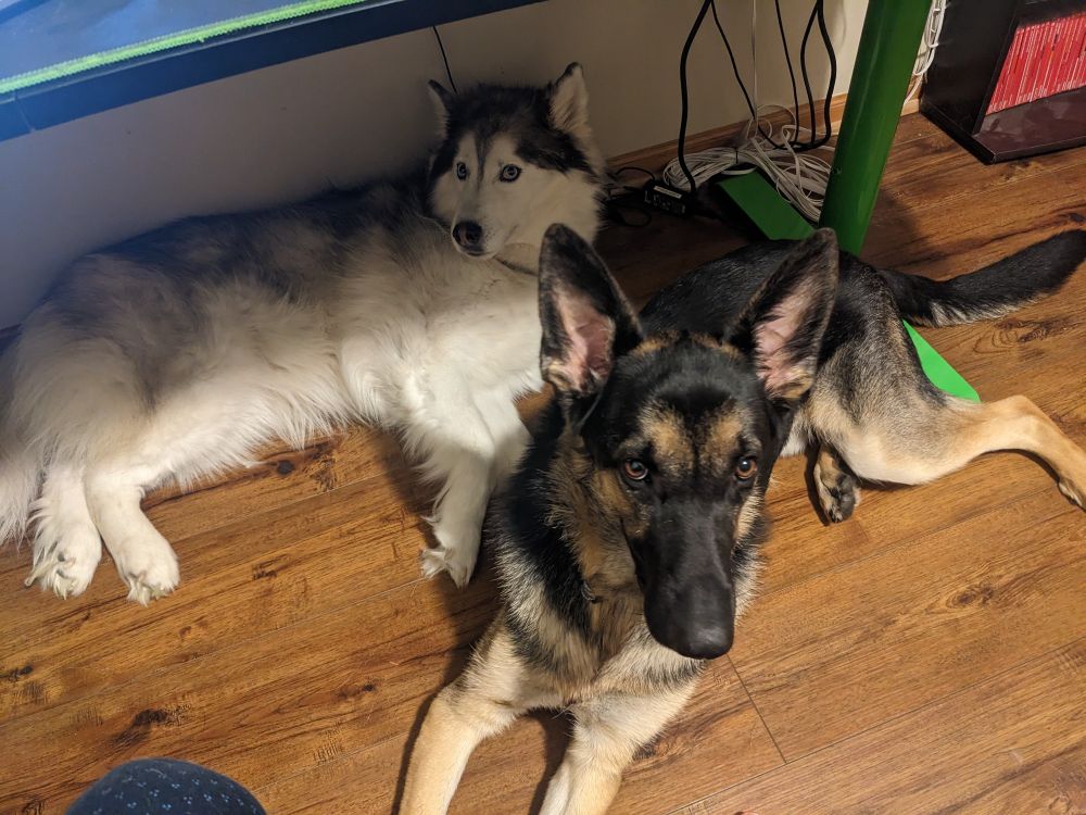 Kenai (Husky) now joining Koda (G-shep) under the work desk
