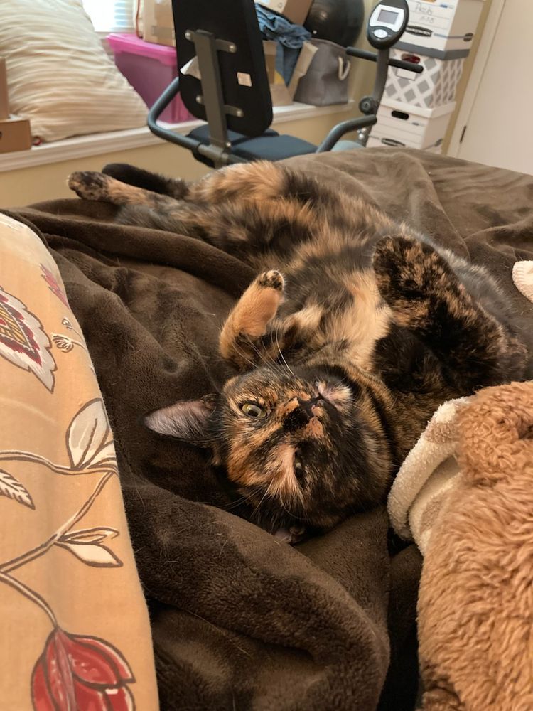 A tortoiseshell cat is stretched out on a dark brown blanket, exposing her belly and looking at the camera.