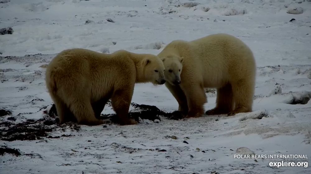 Two polar bears, one only slightly smaller than the other, standing cheek to cheek in the snow.