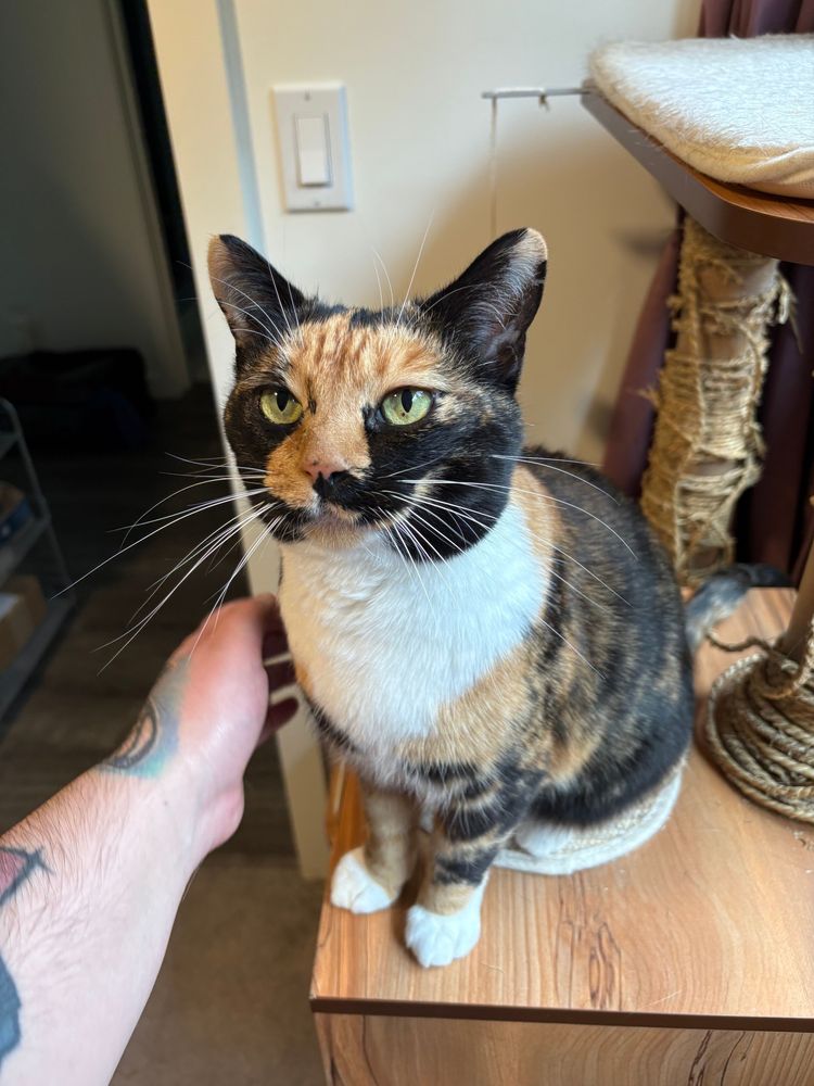 A calico cat perched on a cat tree. The pillars of the tree are wrapped in sisal that has been shredded by her baby claws.