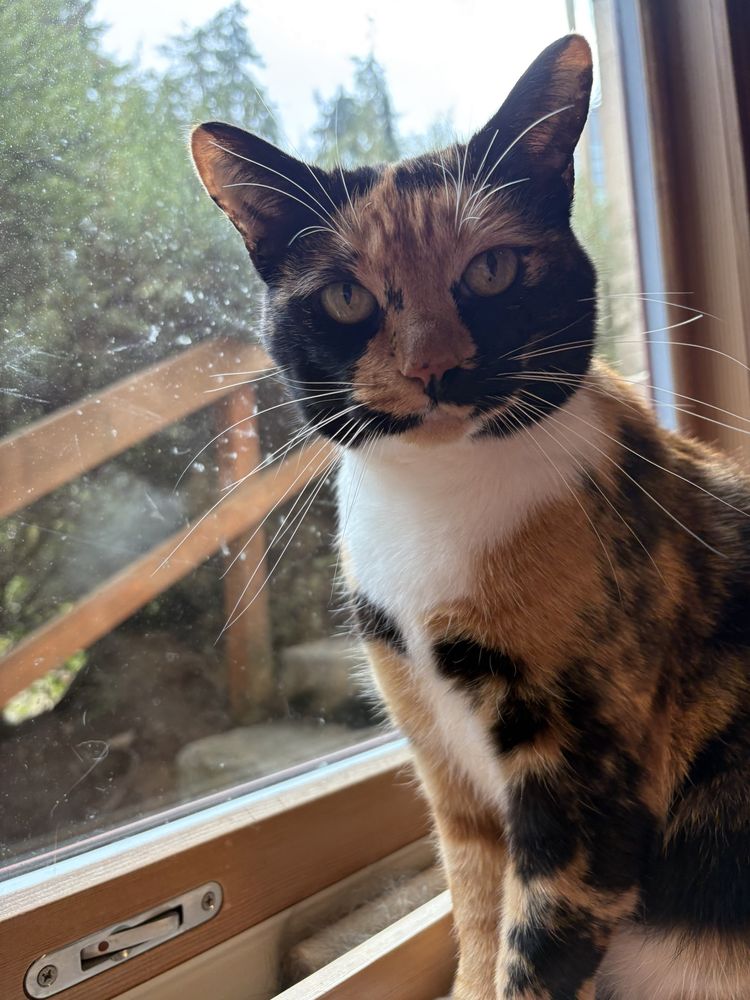 A calico cat sits on a windowsill, looking directly at the camera.