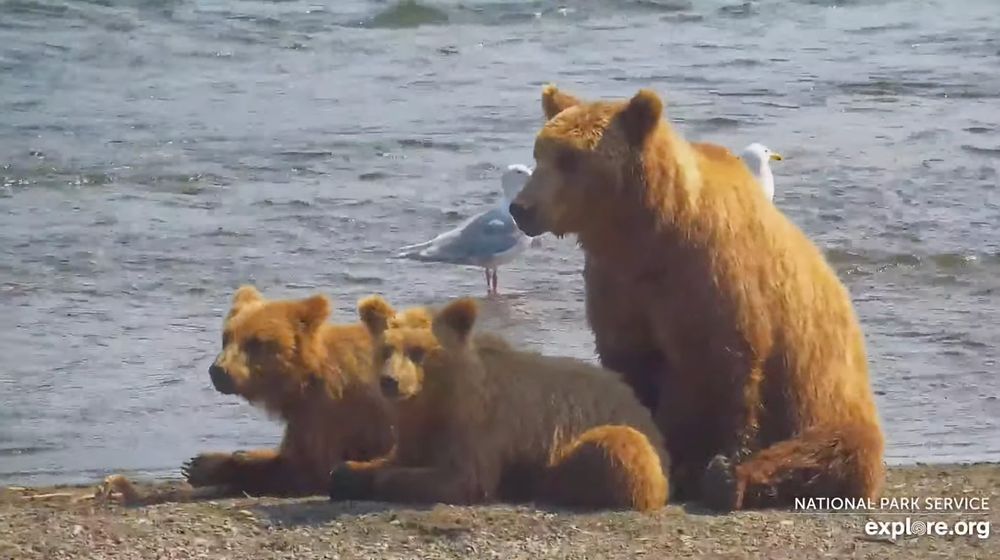 A mother brown bear sits on a gravel island in a shallow river. In front of her, her two yearling cubs are lying with their heads up, comfortable but staying alert as there are other bears around.