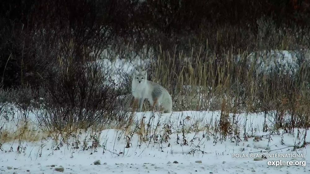 Arctic fox in the tundra brush outside Churchill, Manitoba.