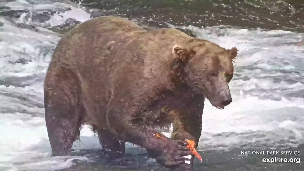 A large male brown bear standing in a rushing river, with a half-eaten salmon in his paws. 