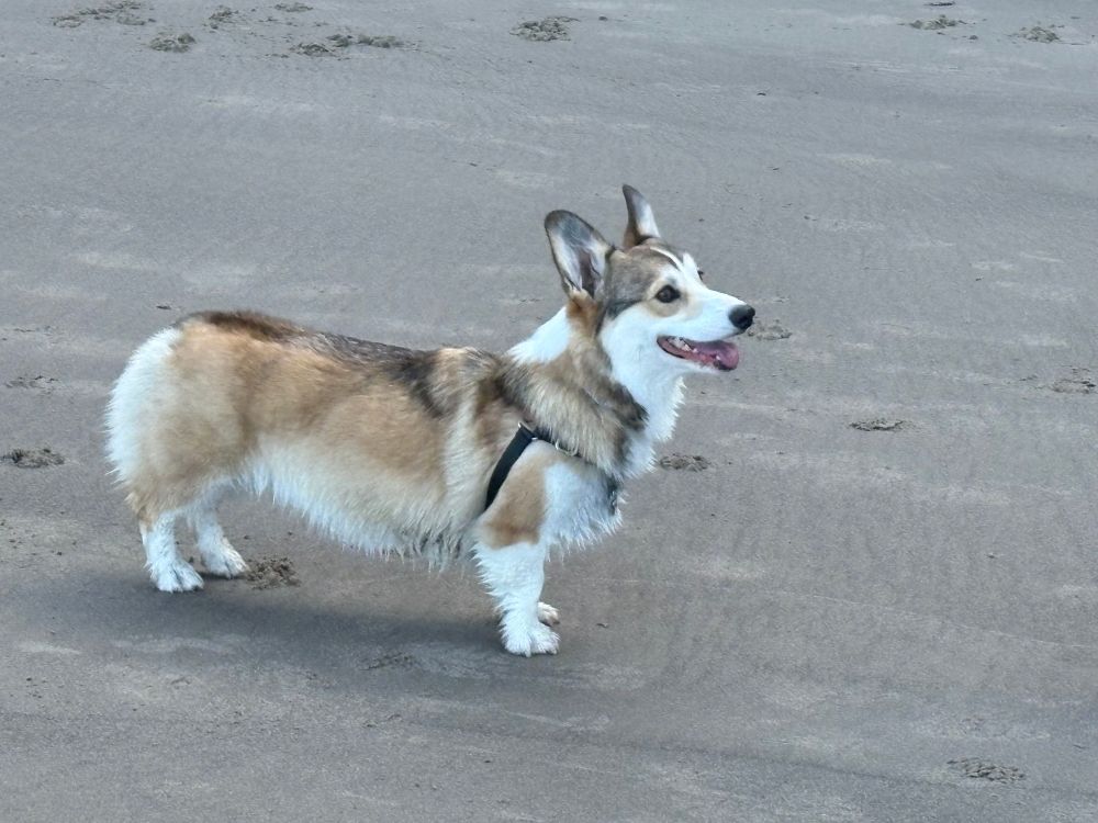 A corgi in a harness on the beach.