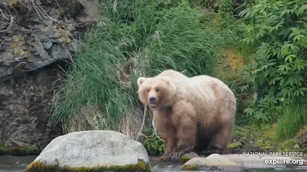 An enormously fluffy and fat-looking brown bear with a blonde coat, standing at the side of a river.