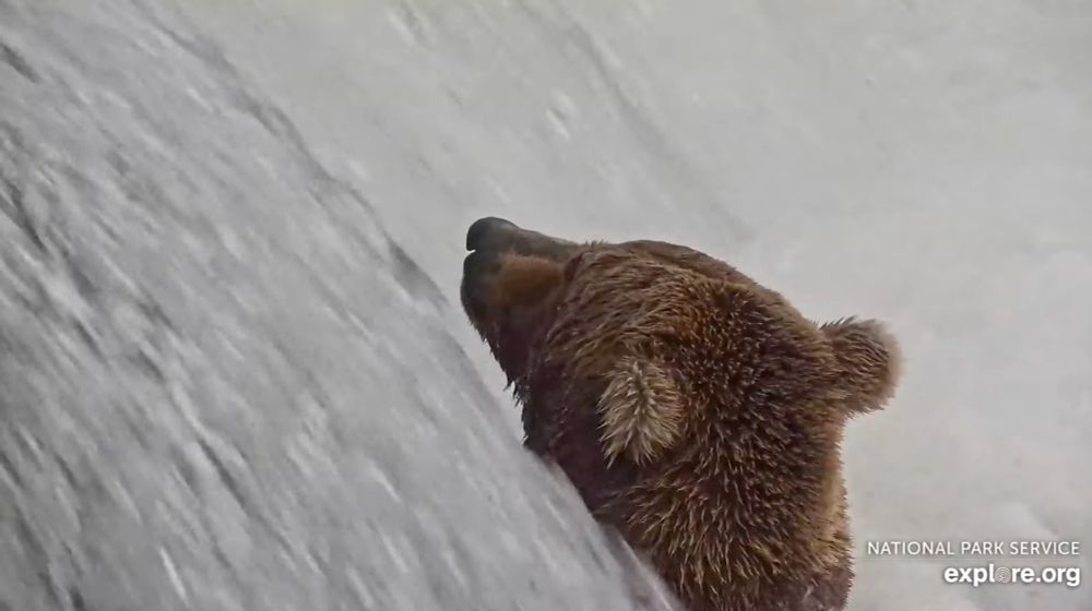 A brown bear stands directly under a waterfall, looking up.