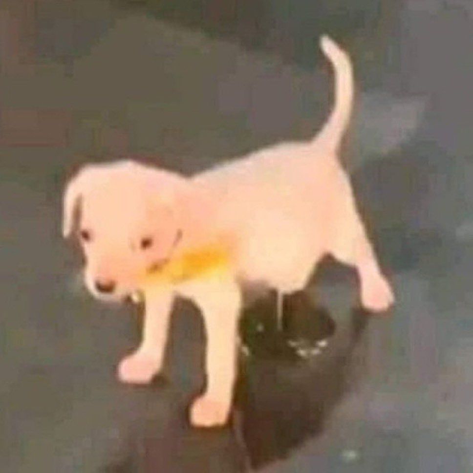 Low quality photo of a white puppy looking awkward and peeing on the floor