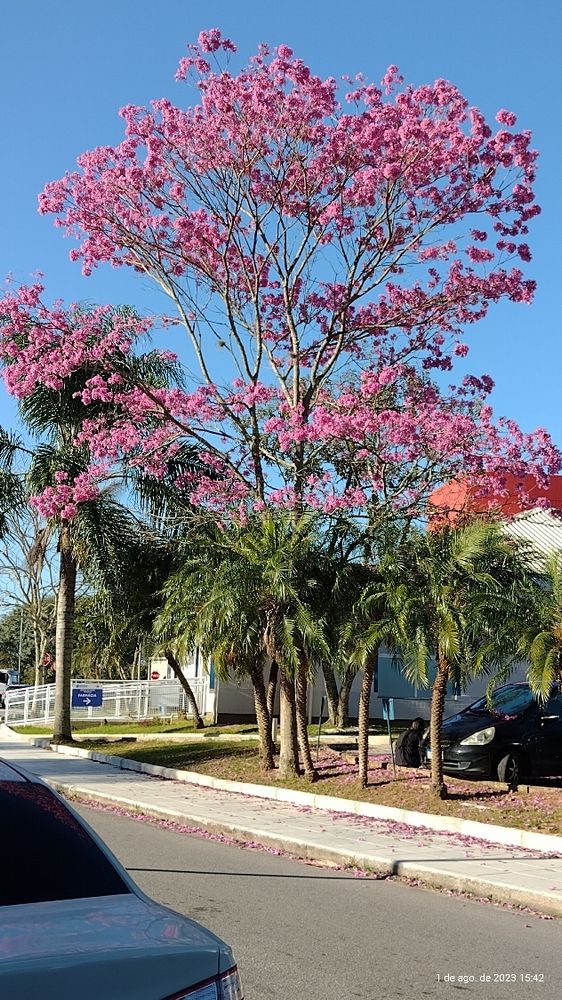 Foto de um lindo ipê pra melhorar o astral 