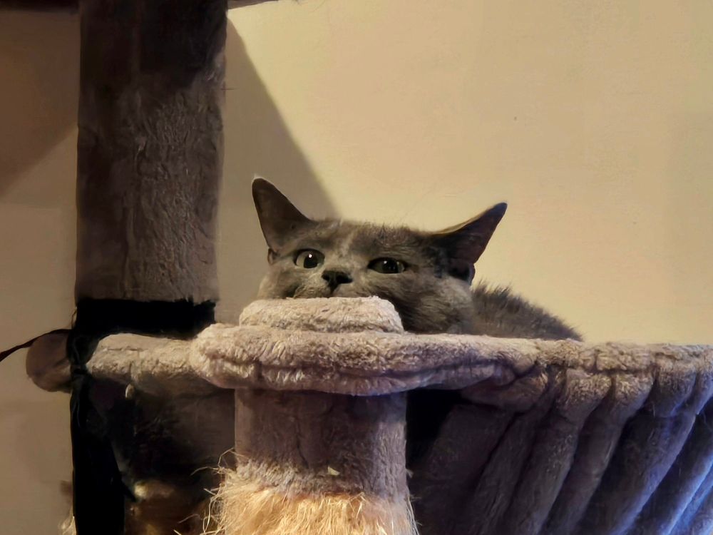 A gray female cat is peering over the edge of the gray cat tree hammock she's in.