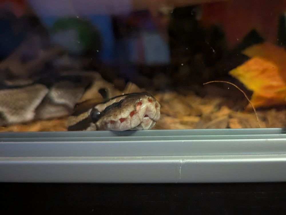 a royal python cutely resting his top lip on the edge of the glass runners of his vivarium. the side angle makes his lips look 3-shaped, with similarities to the :3 face