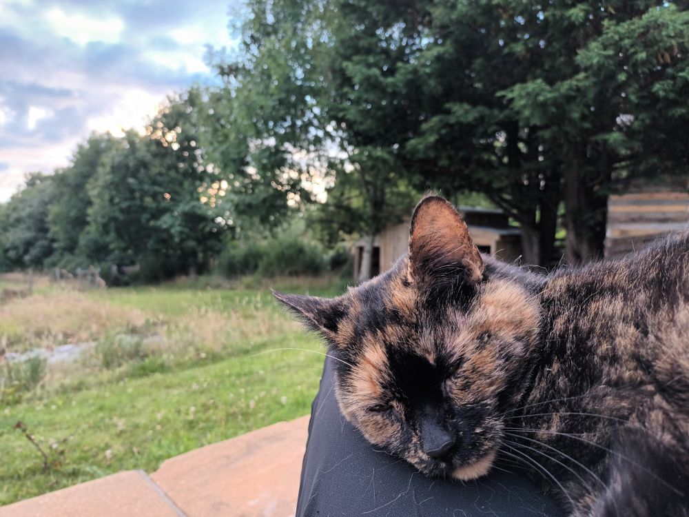A tortie cat asleep on a black trousered lap, with grass and trees rustling in a soft breeze all around.