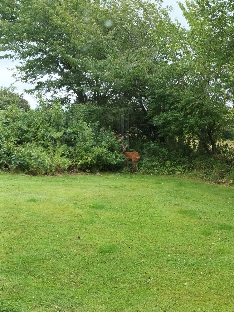 A small deer in a huge gooseberry thicket