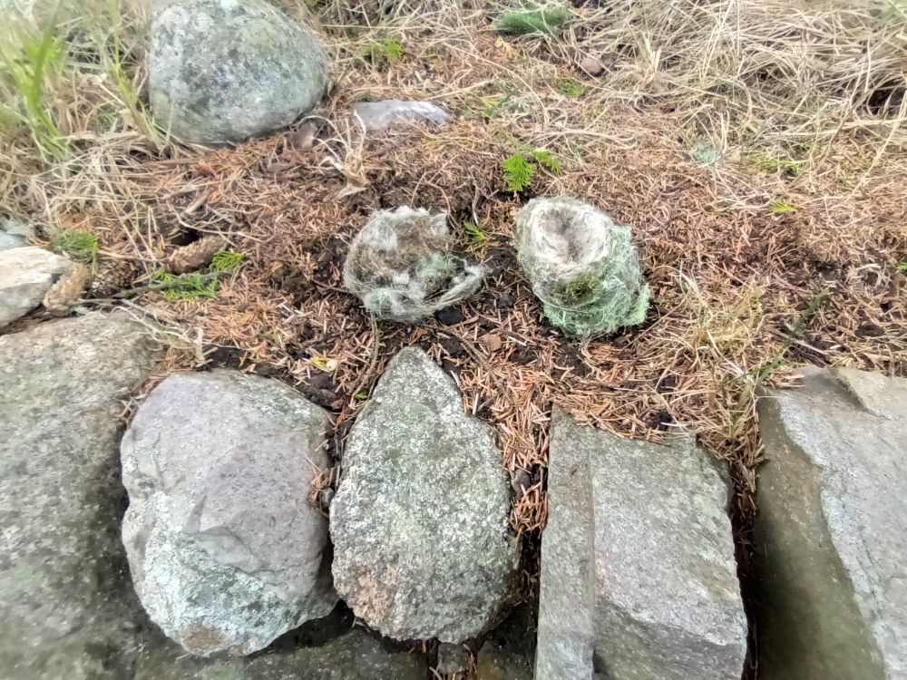 Two birds nests of finest Scottish moss and recycled wool