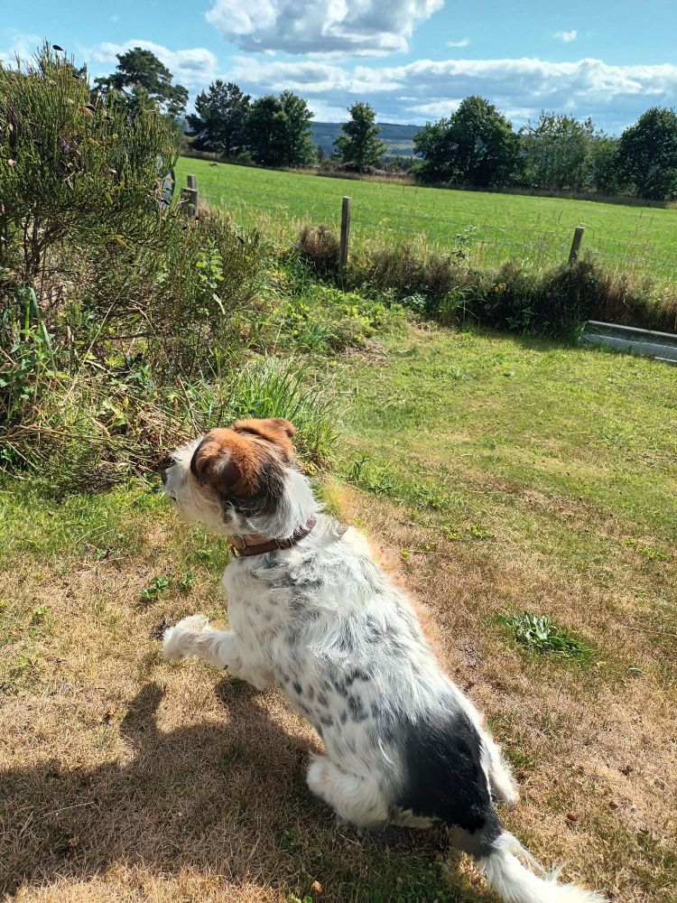 Tricolour Dog in the foreground just set to leap to the left and chase after a Hare... which is just about visible in the distance, in the next field (over a secure fence, it's totally fine, she cannot catch the hare). 