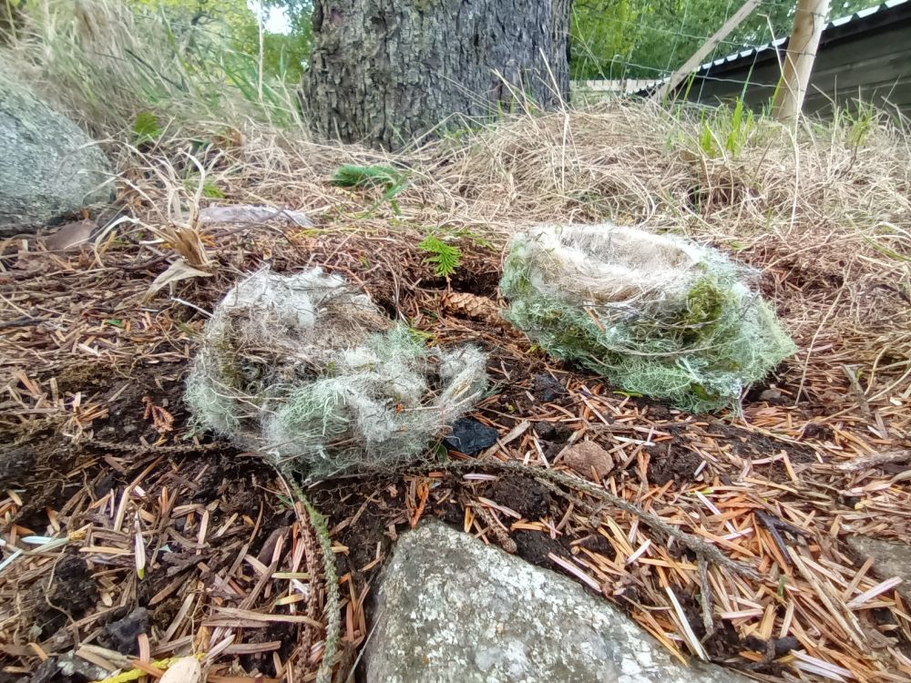Two birds nests of finest Scottish moss and recycled wool
