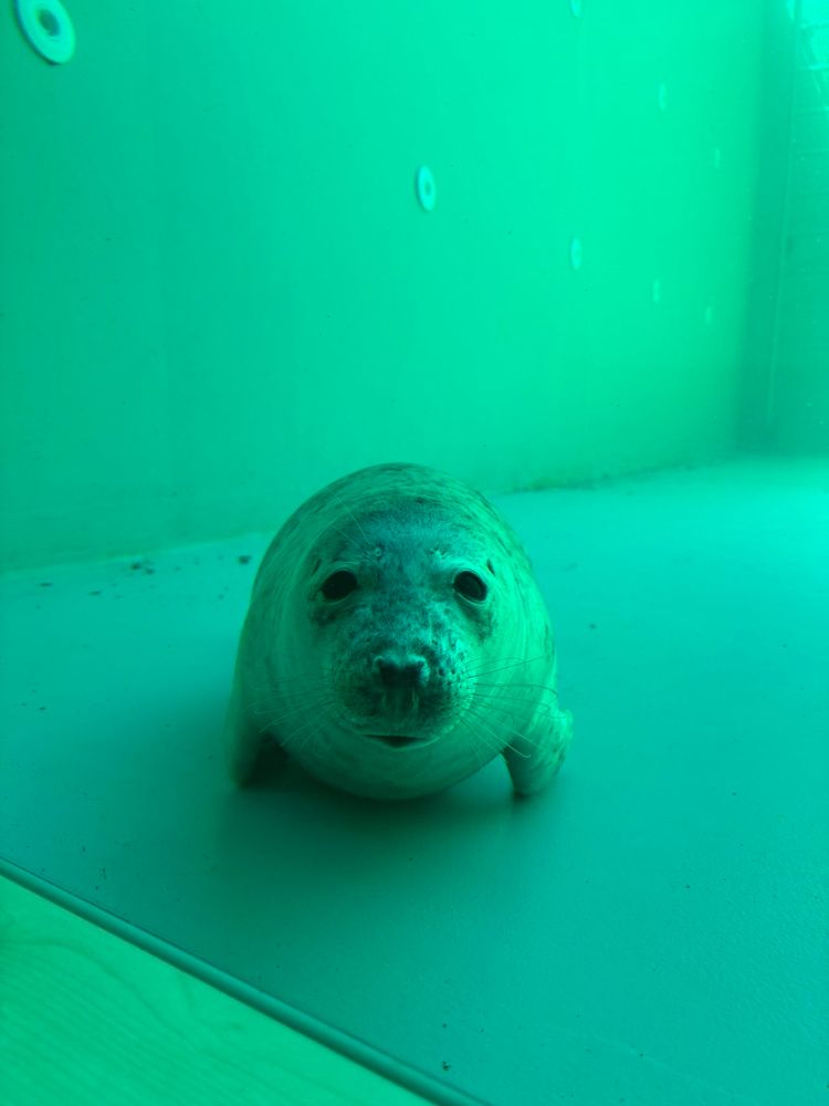 a seal stares at the person taking a photo of it on the other side of some aquarium glass.