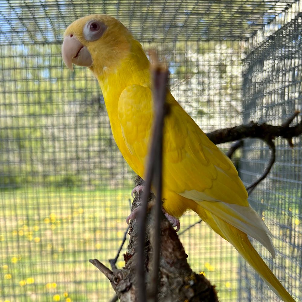 A yellow parrot perched on a branch and facing left. She seems to be squinting in annoyance