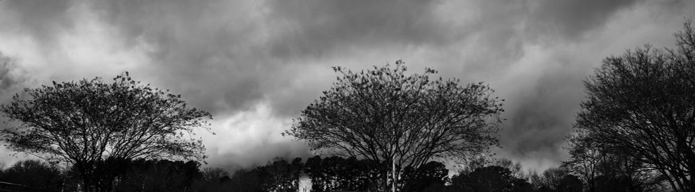 Landscape perspective of three trees with dark clouds in the sky. A B&W photo.
