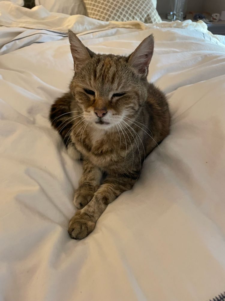 Queen Nala on her trip from Prague to Dublin