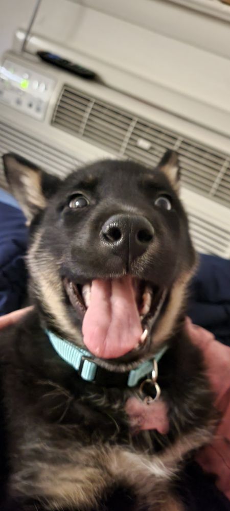 Loki: Day 3 of Adoption