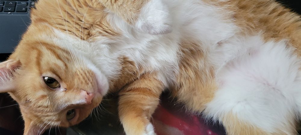 Ginger cat named Thor demanding attention by laying on my keyboard while I'm working