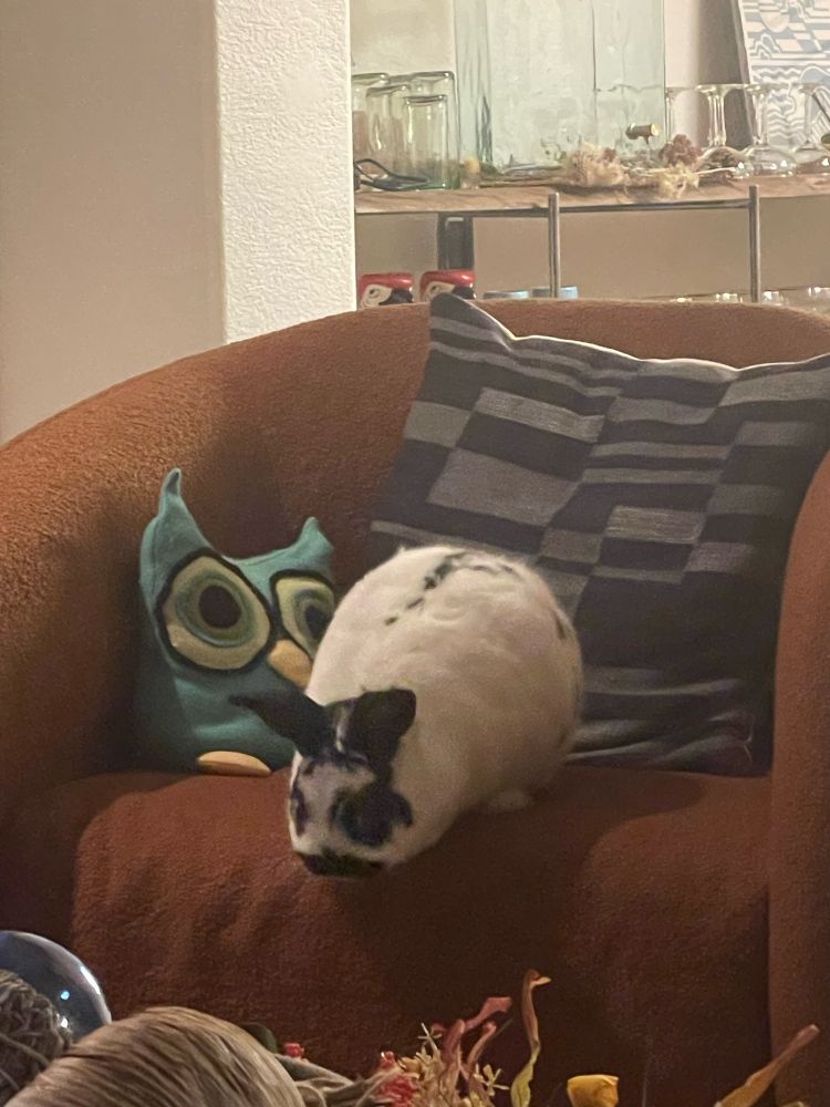 A black and white bunny looks down from a red-orange chair.