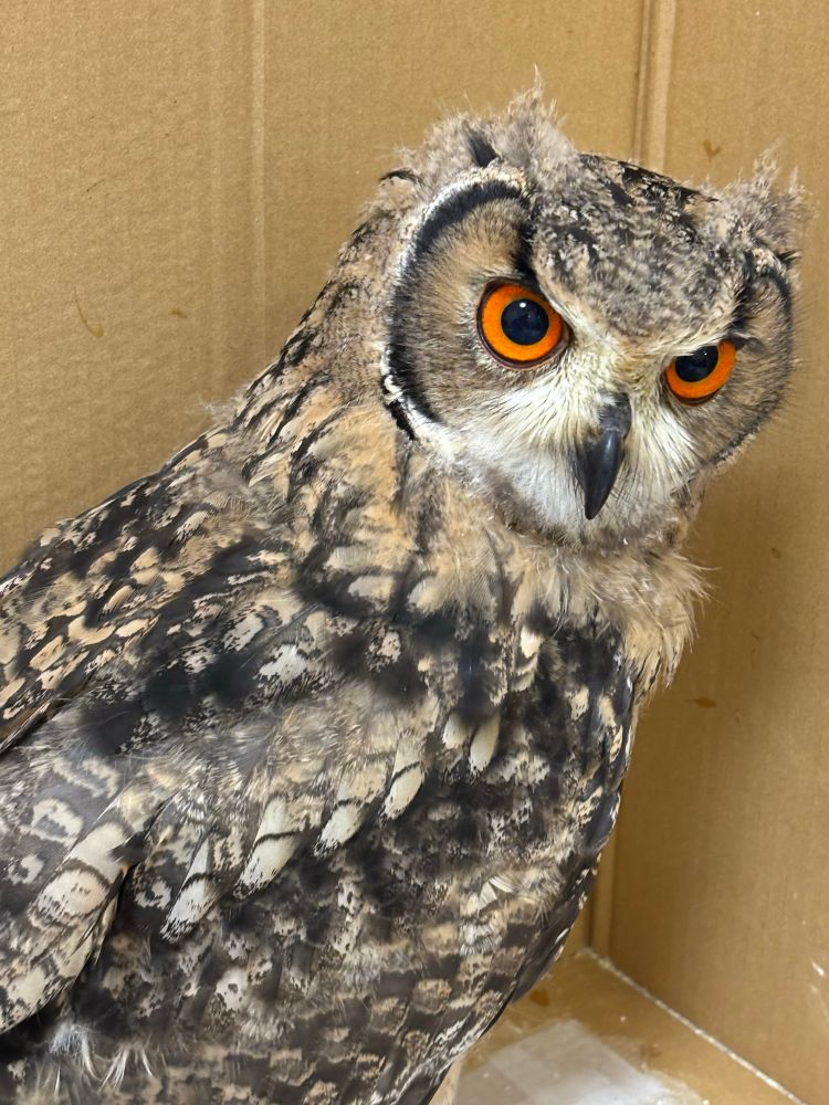 昨日よりも羽角がちょっとしっかりしてきた気がします