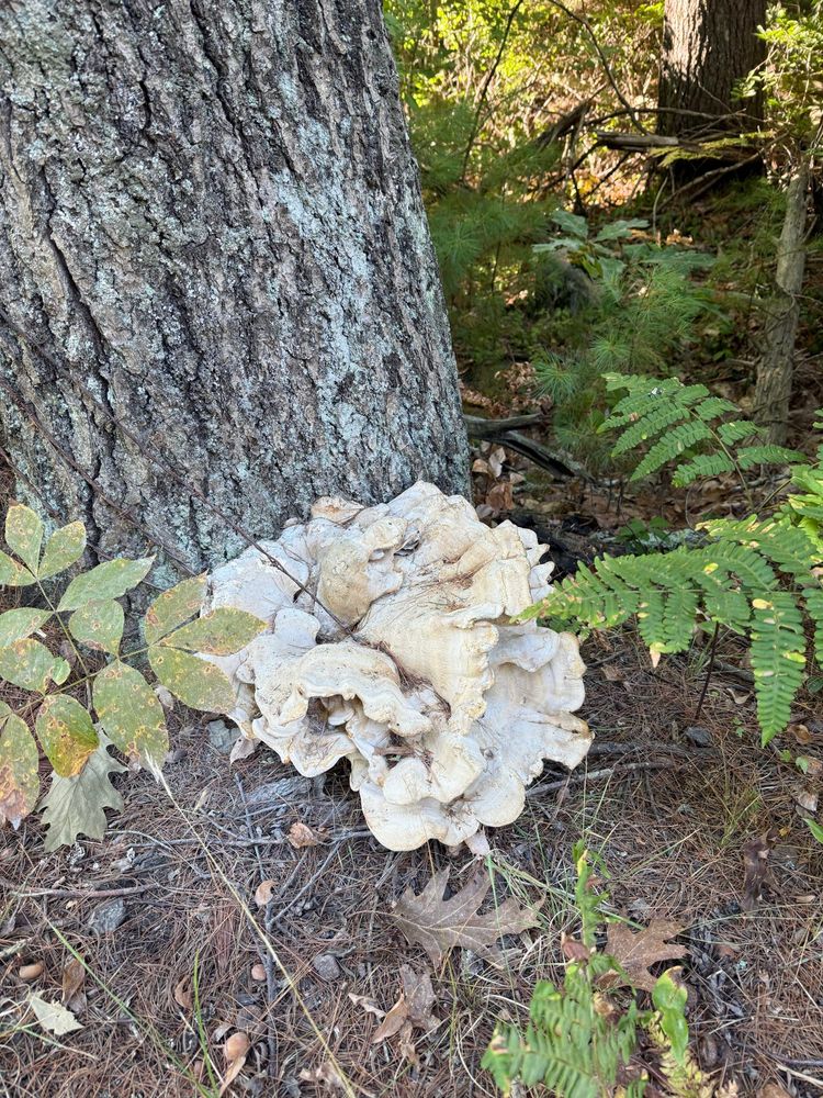 Mushroom at bottom of large tree