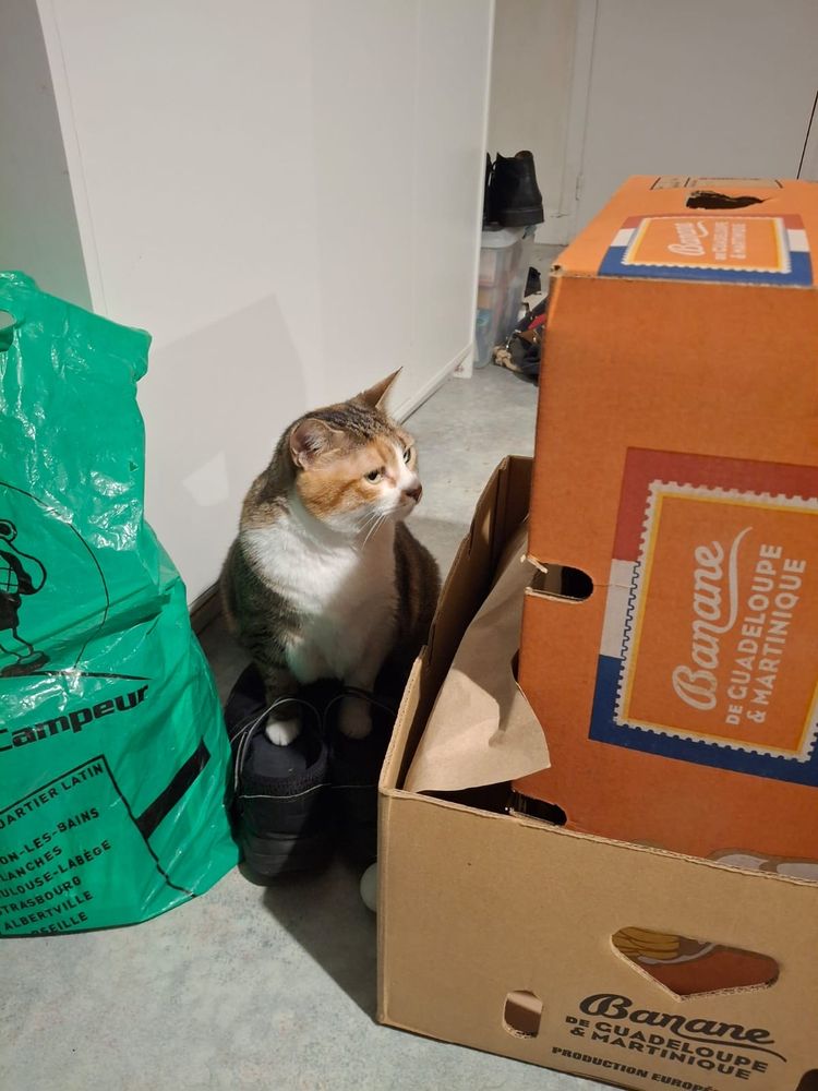 Chat assis par terre les pattes avant dans une paire de ballerines