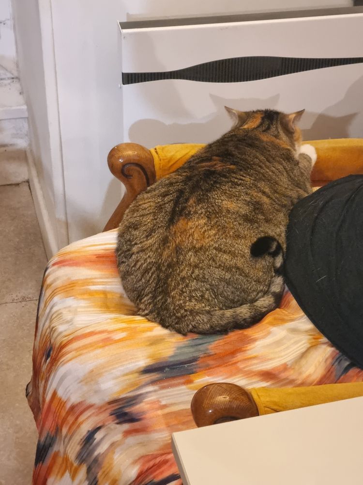 Blocage d'humaine par chat adroitement disposé sur les genoux 