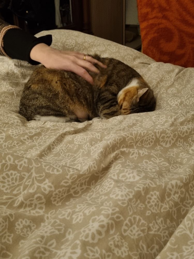 Chat en boule sur couette, museau dans les pattoches avec main d'humaine posée dessus