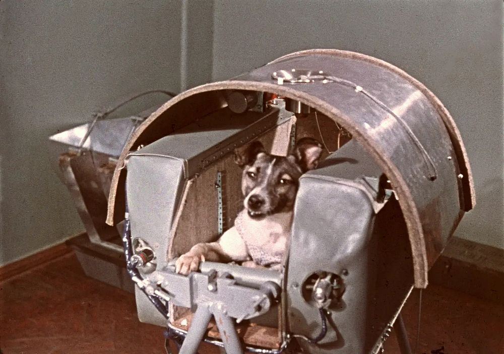 Laika, confined in her capsule prior to launch. Credit: RKK Energia
