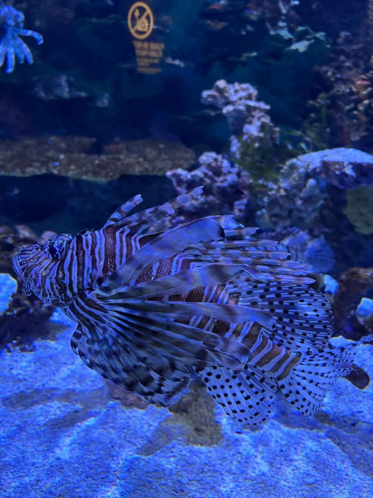 Lion fish 