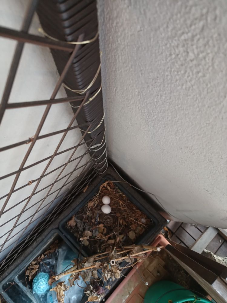 Blick von oben in einen Blumenkübel an einem Rankgitter. Minimalistischer Nestbau und zwei Eier.