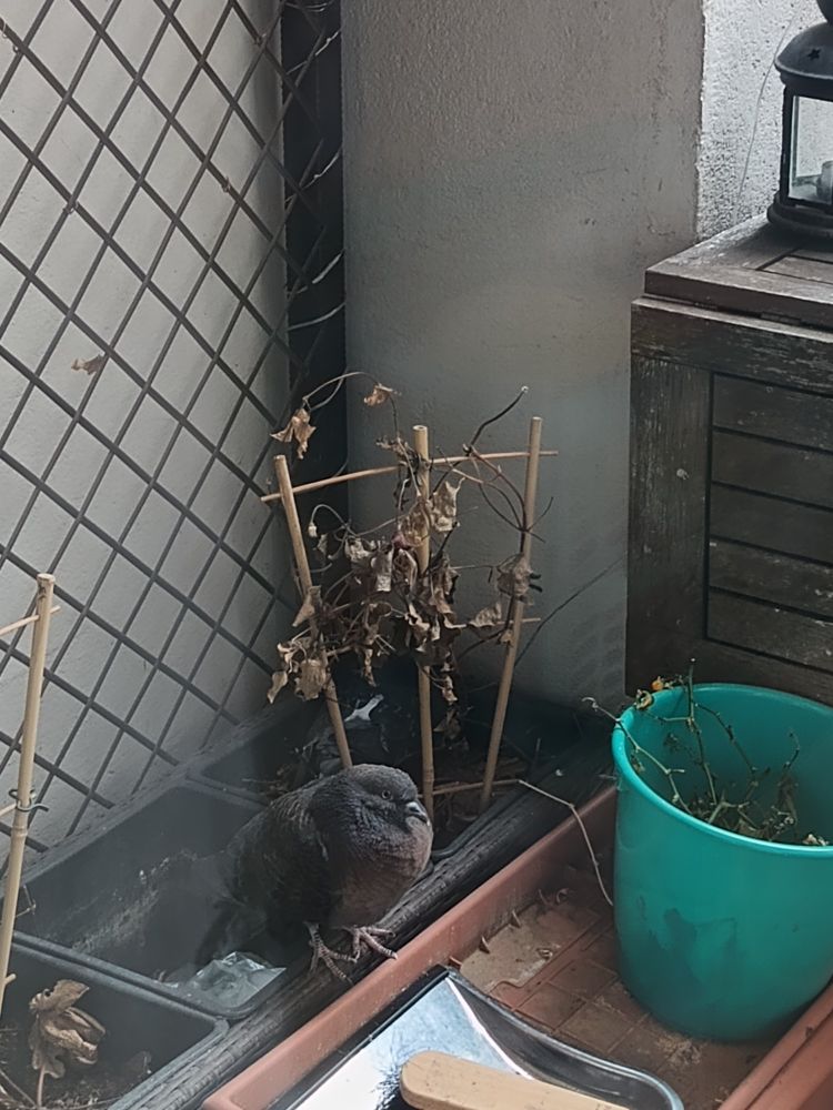 Auf einem Balkon sitzt eine Taube auf einem Blumentopf an einem Rankgitter, dahinter fast versteckt sitzt eine zweite Taube auf einem Nest