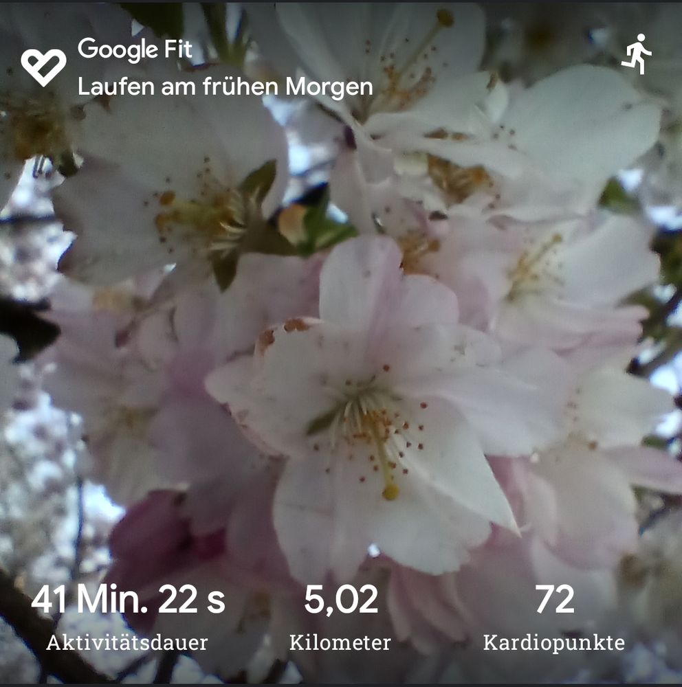 Kirschblüten, darunter der Text: 41 min 22 sec Aktivitätsdauer, 5,02 Kilometer, 72 Kardiopunkte