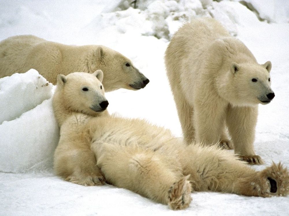 group of polar bears on the snow. two are standing up while one is chilling slumped on its back against a mound of ice. boys night!