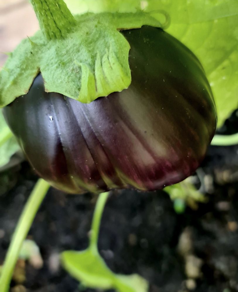 Homegrown aubergines - eggplant