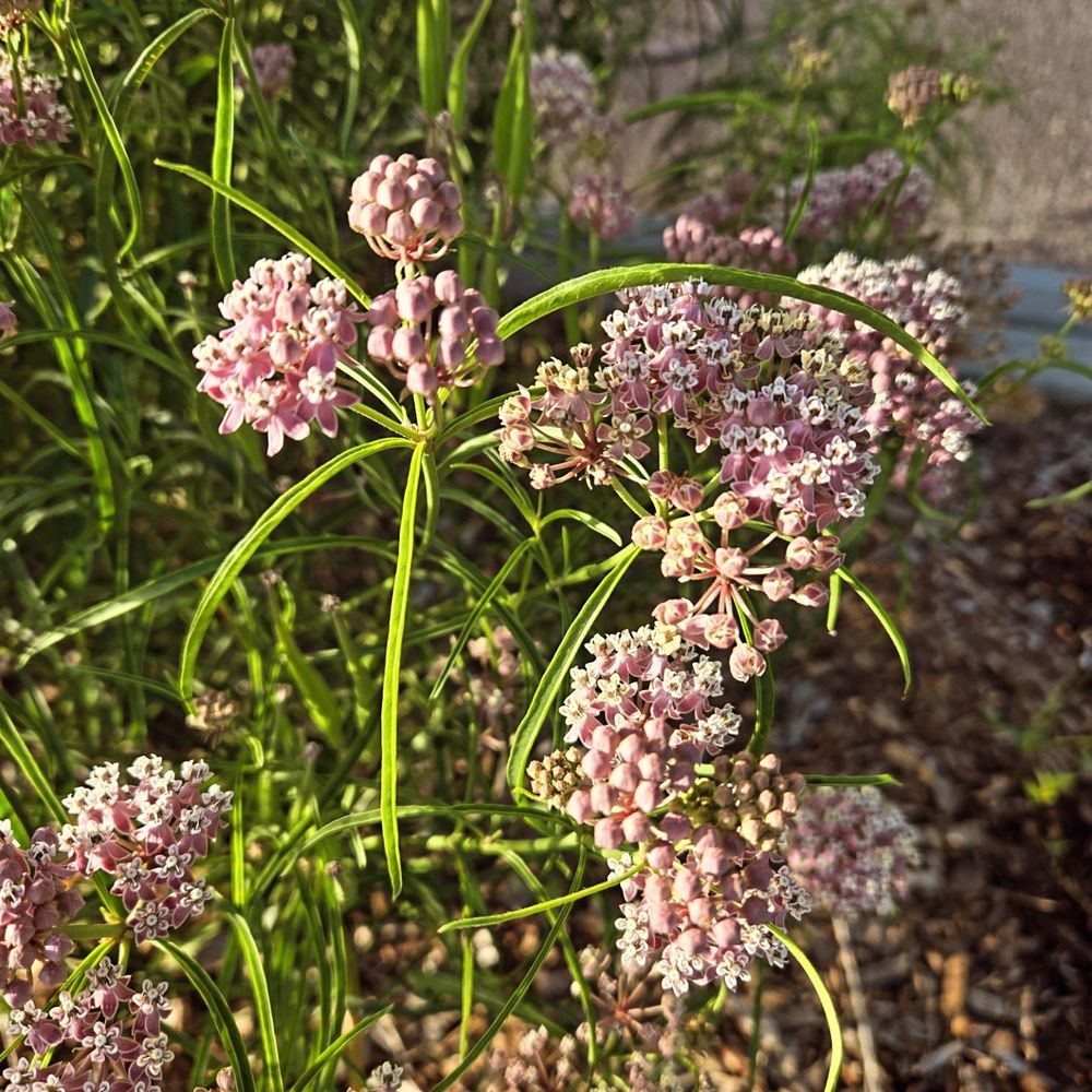 Pink flowers of a narrow-leaved milkweed open in front of long, crescent shaped leaves