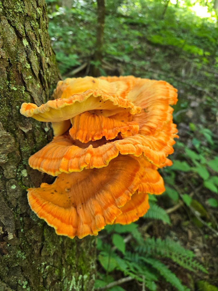 Bright orange and yellow, umbrella-shaped fungus (chicken of the woods) grows out the side of a black cherry tree.