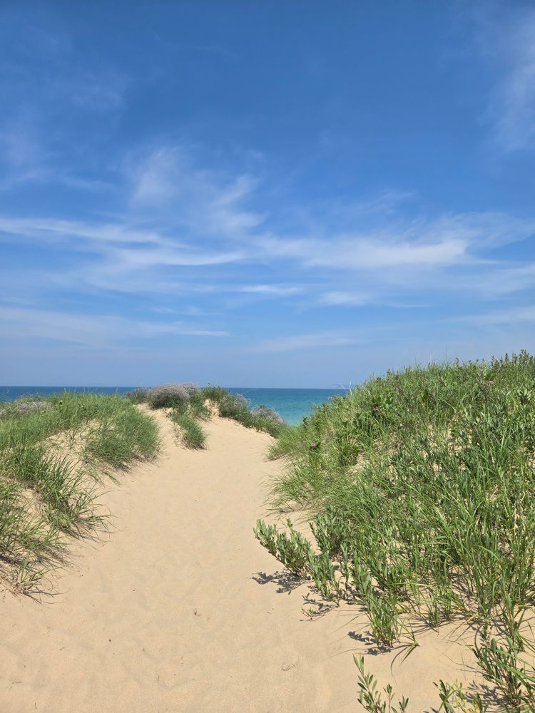 Dune grass and other plants grow along the sides of a candy trail that leads out past the dunes to Lake Michigan. The sky above is bright blue with wispy clouds