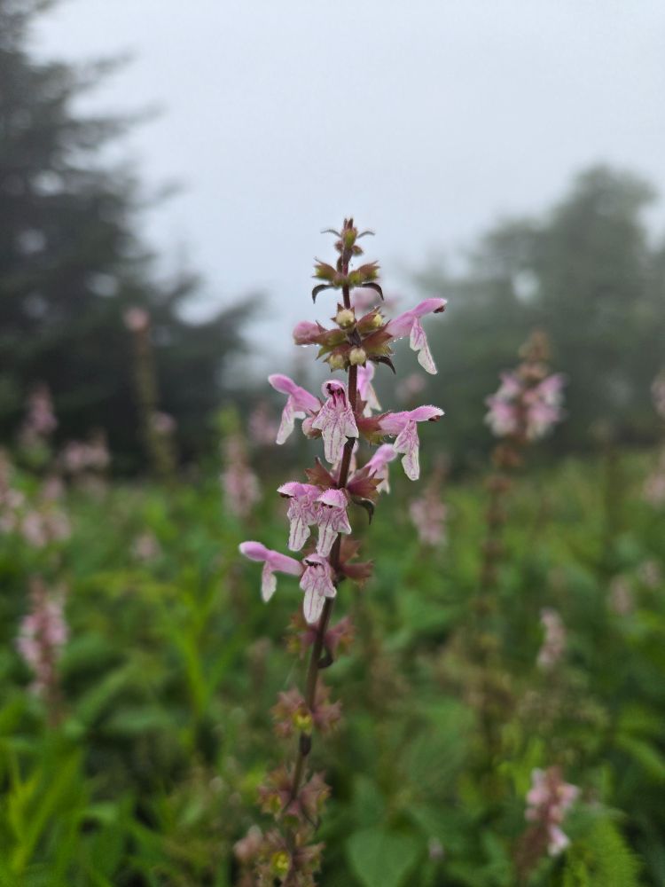 Bright pink flowers hang suspended in front of a thick cloud bank in the background
