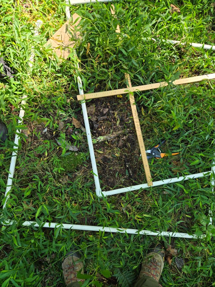A small section of bare ground in the center of a quadrat lies exposed after being cleared of invasive stiltgrass