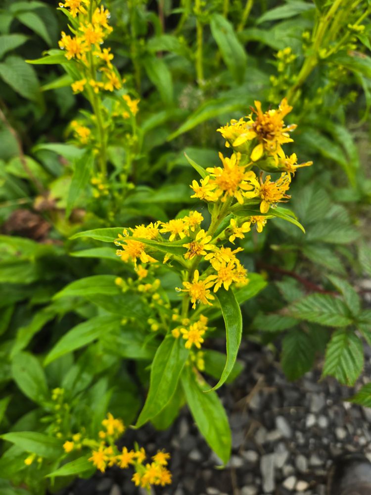 Bright yellow flowers hang in the foreground above a carpet of green leaves and grey stones
