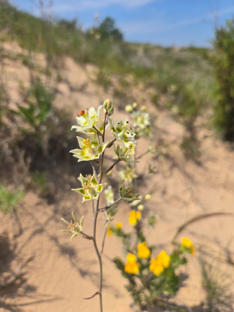 Bright white flowers bloom in front of a background of sand dunes and other plant life