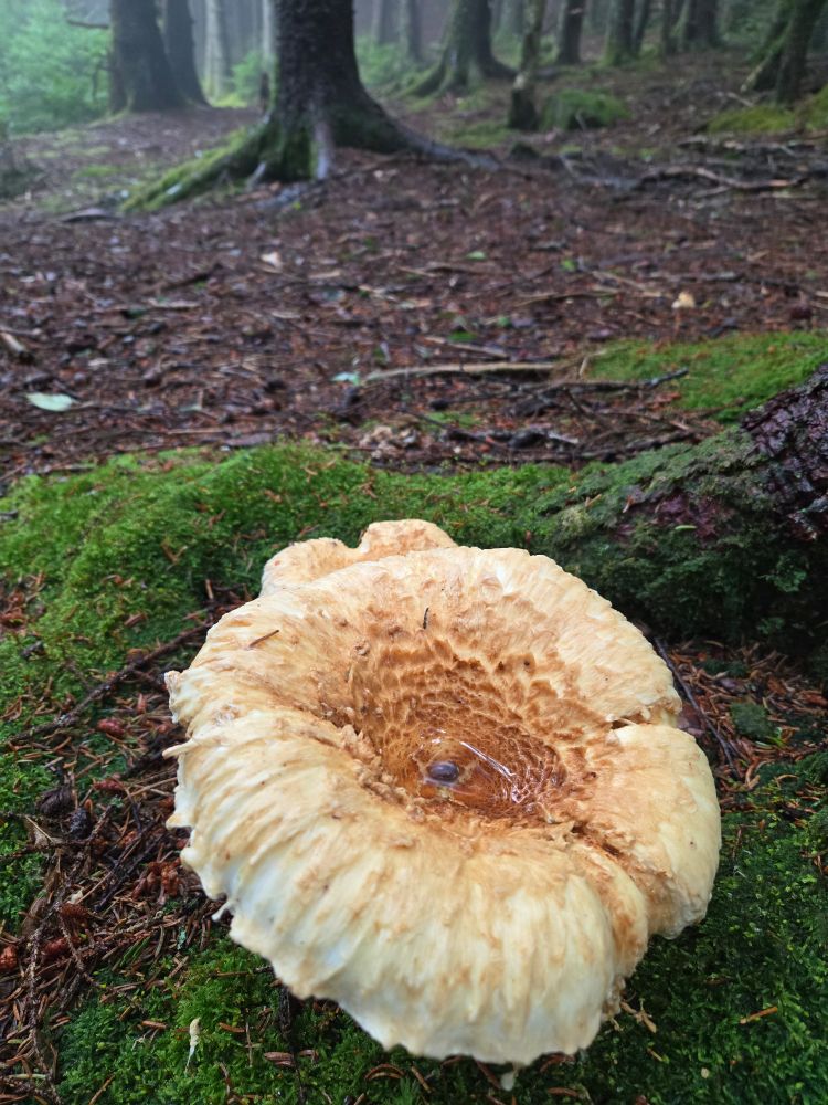 A light brown and white mushroom bursts up from a dark brown, moss-covered forest floor