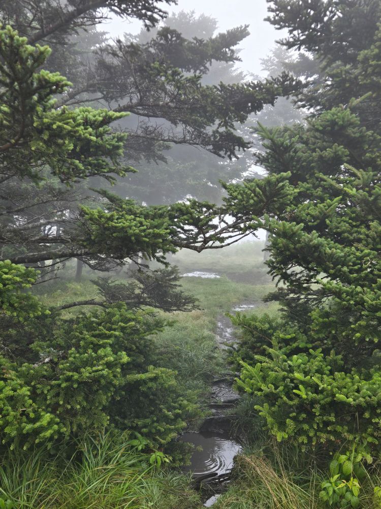 Spruce trees line the puddle-lined path into the clouds and fog